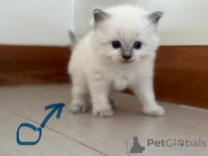 Foto №2 zu Ankündigung № 144489 zu verkaufen ragdoll-katze - einkaufen Österreich züchter
