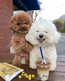 Foto №4. Ich werde verkaufen pudel (toy) in der Stadt Porto. züchter - preis - verhandelt