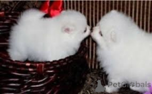 Foto №1. pommersche spitz - zum Verkauf in der Stadt Bratislava | verhandelt | Ankündigung № 161810