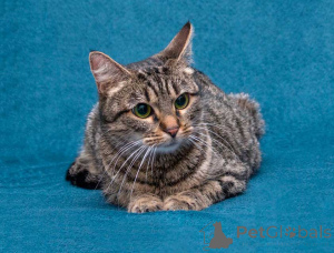 Foto №4. Ich werde verkaufen  in der Stadt Moskova. quotient 	ankündigung - preis - Frei