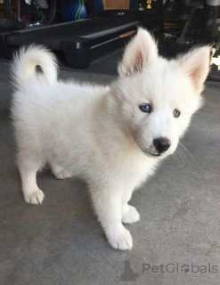 Foto №3. Sucht jemand eine weiße Husky-Hündin zur Rettung und Adoption?. Norwegen