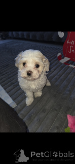 Foto №4. Ich werde verkaufen maltipu in der Stadt Tennessee City. quotient 	ankündigung - preis - verhandelt