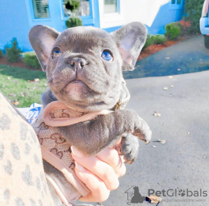 Foto №3. Französische Bulldogge. Australien