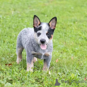 Foto №3. Australische Viehhund Welpen (Blue Heeler Welpen) jetzt verfügbar. USA