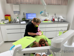 Foto №3. Exklusive Spielzeug- /Zwergpudel -Welpen -Premium -Linie, 2 Wochen alte. Belgien