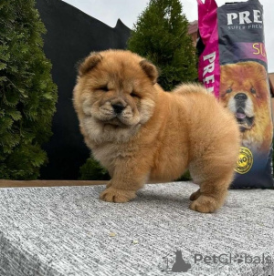 Foto №3. Chow-Chow-Welpen. Serbien