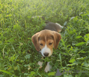 Foto №2 zu Ankündigung № 20978 zu verkaufen beagle - einkaufen Slowakei quotient 	ankündigung