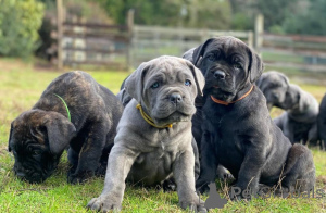 Foto №1. cane corso italiano - zum Verkauf in der Stadt Helsinki | verhandelt | Ankündigung № 174022