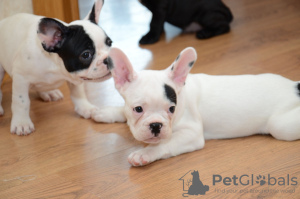 Foto №1. französische bulldogge - zum Verkauf in der Stadt Saarbrücken | 360€ | Ankündigung № 118266