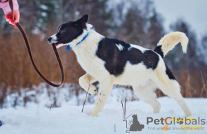 Foto №2 zu Ankündigung № 8306 zu verkaufen mischlingshund - einkaufen Russische Föderation aus dem tierheim