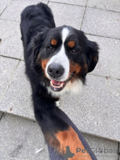 Zusätzliche Fotos: Atemberaubende Berner Sennenhundewelpen