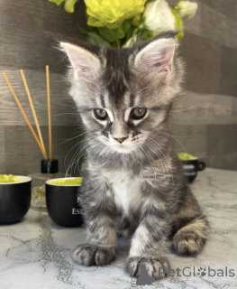 Foto №2 zu Ankündigung № 161776 zu verkaufen maine-coon-katze - einkaufen USA züchter
