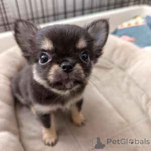 Foto №4. Ich werde verkaufen chihuahua in der Stadt Helsinki. quotient 	ankündigung, aus dem tierheim - preis - 500€