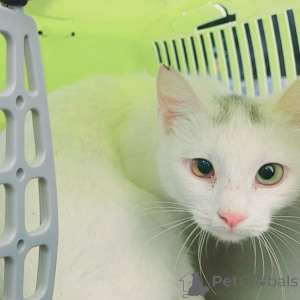 Foto №3. Die junge Schnee -Weiße Prinzessin mit mehrstufigen Augen sucht nach einem Haus. Weißrussland