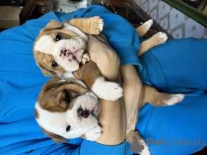 Zusätzliche Fotos: Englische Bulldoggenwelpen zu verkaufen