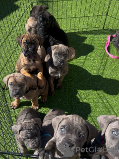 Foto №3. Kraftvolle und intelligente Cane Corso-Welpen, der ultimative Familienbeschützer. Polen