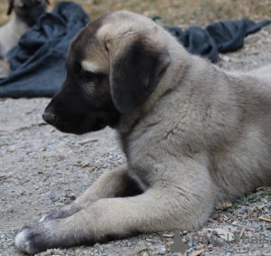 Foto №1. anatolischer hirtenhund - zum Verkauf in der Stadt Brno | 1100€ | Ankündigung № 61749