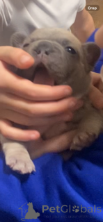 Foto №3. Hochwertige französische Bulldoggenwelpen. USA