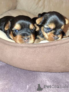 Foto №3. Täysiveriset Yorkshire Terrierin Pennut. Finnland