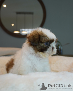 Foto №3. SHIH TZU WELPE ZU VERKAUFEN. USA