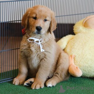 Foto №1. golden retriever - zum Verkauf in der Stadt Aarhus | 350€ | Ankündigung № 151550