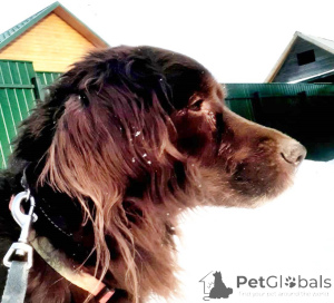 Foto №4. Ich werde verkaufen mischlingshund in der Stadt Moskwa. quotient 	ankündigung - preis - Frei