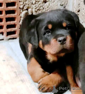 Foto №1. rottweiler - zum Verkauf in der Stadt Belgrad | verhandelt | Ankündigung № 87014