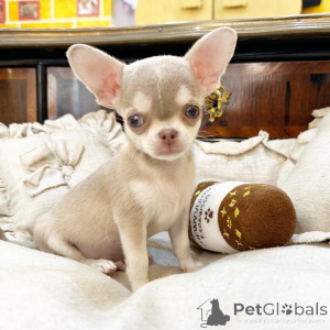 Foto №2 zu Ankündigung № 177768 zu verkaufen chihuahua - einkaufen Niederlande quotient 	ankündigung