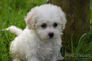 Foto №3. Reinrassige Bichon Frise-Welpen jetzt verfügbar. Deutschland