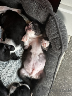 Foto №2 zu Ankündigung № 111876 zu verkaufen boston terrier - einkaufen USA züchter