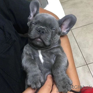 Foto №1. französische bulldogge - zum Verkauf in der Stadt Люксембург | verhandelt | Ankündigung № 96428