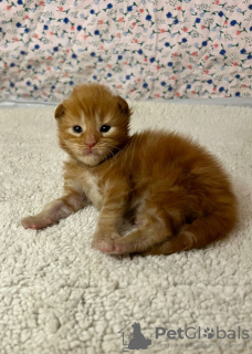 Foto №2 zu Ankündigung № 102662 zu verkaufen maine-coon-katze - einkaufen Deutschland züchter