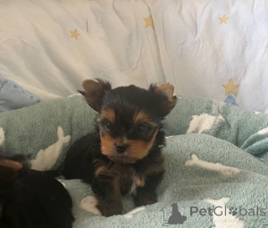Foto №2 zu Ankündigung № 167371 zu verkaufen yorkshire terrier - einkaufen Finnland quotient 	ankündigung