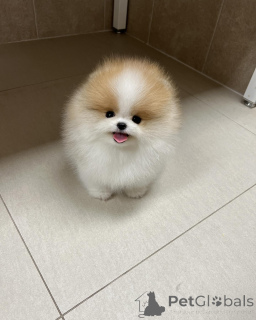 Foto №1. pommersche spitz - zum Verkauf in der Stadt Lyulin, Sofia | verhandelt | Ankündigung № 147256