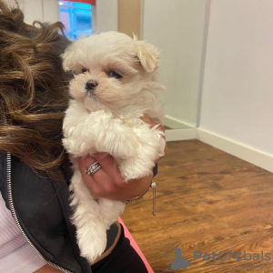 Foto №1. shih tzu - zum Verkauf in der Stadt Florence | 264€ | Ankündigung № 98548