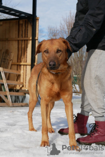 Foto №4. Ich werde verkaufen mischlingshund in der Stadt St. Petersburg. quotient 	ankündigung - preis - Frei