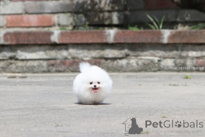 Foto №2 zu Ankündigung № 166625 zu verkaufen pommersche spitz - einkaufen Deutschland quotient 	ankündigung