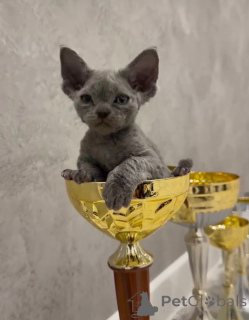 Foto №2 zu Ankündigung № 135672 zu verkaufen devon rex - einkaufen USA züchter