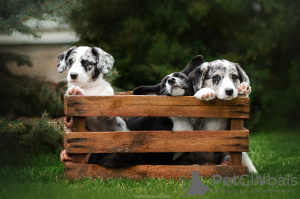 Foto №3. Welsh Corgi Cardigan Welpen. Ukraine