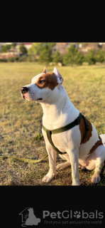 Foto №3. Wunderschöne verspielte Welpen. Moldawien