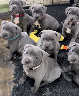 Foto №1. staffordshire bull terrier - zum Verkauf in der Stadt Marseille | verhandelt | Ankündigung № 163890