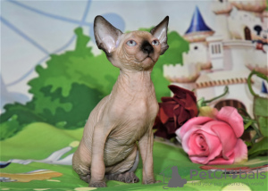 Foto №1. sphynx cat - zum Verkauf in der Stadt Нешер | verhandelt | Ankündigung № 62365