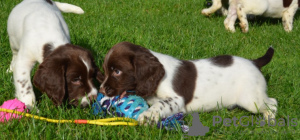 Foto №2 zu Ankündigung № 133003 zu verkaufen english springer spaniel - einkaufen Litauen quotient 	ankündigung