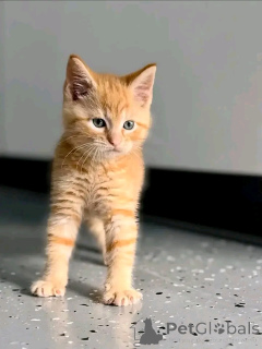 Foto №2 zu Ankündigung № 176743 zu verkaufen maine-coon-katze - einkaufen Finnland 