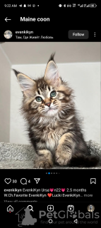 Foto №2 zu Ankündigung № 116211 zu verkaufen maine-coon-katze - einkaufen Schweiz quotient 	ankündigung