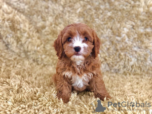 Foto №2 zu Ankündigung № 129926 zu verkaufen kavapu - einkaufen Deutschland quotient 	ankündigung