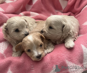 Foto №2 zu Ankündigung № 131221 zu verkaufen mischlingshund - einkaufen USA quotient 	ankündigung