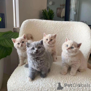 Foto №1. britisch kurzhaar - zum Verkauf in der Stadt Oetz | 350€ | Ankündigung № 160481