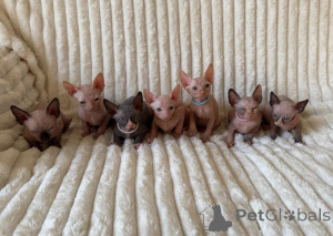 Foto №1. sphynx-katze - zum Verkauf in der Stadt Contern | verhandelt | Ankündigung № 173760