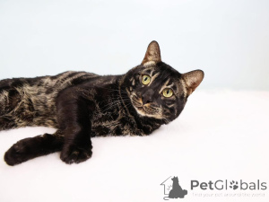 Foto №1. bengal katzenrasse - zum Verkauf in der Stadt Bern | 750€ | Ankündigung № 152645